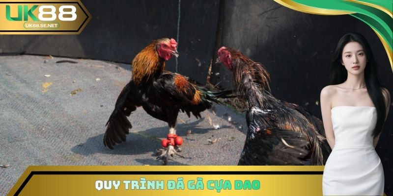 Quy trình Đá gà cựa dao